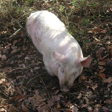 Affittacamere La Fornace Rigomagno Bagian luar foto